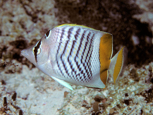 Atoll butterflyfish